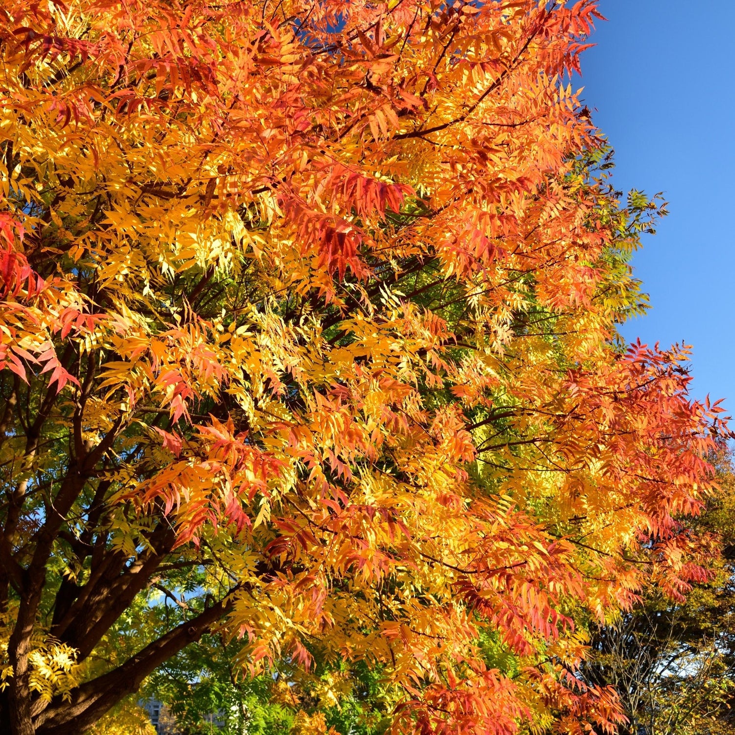 Fall foliage at Plants Express 