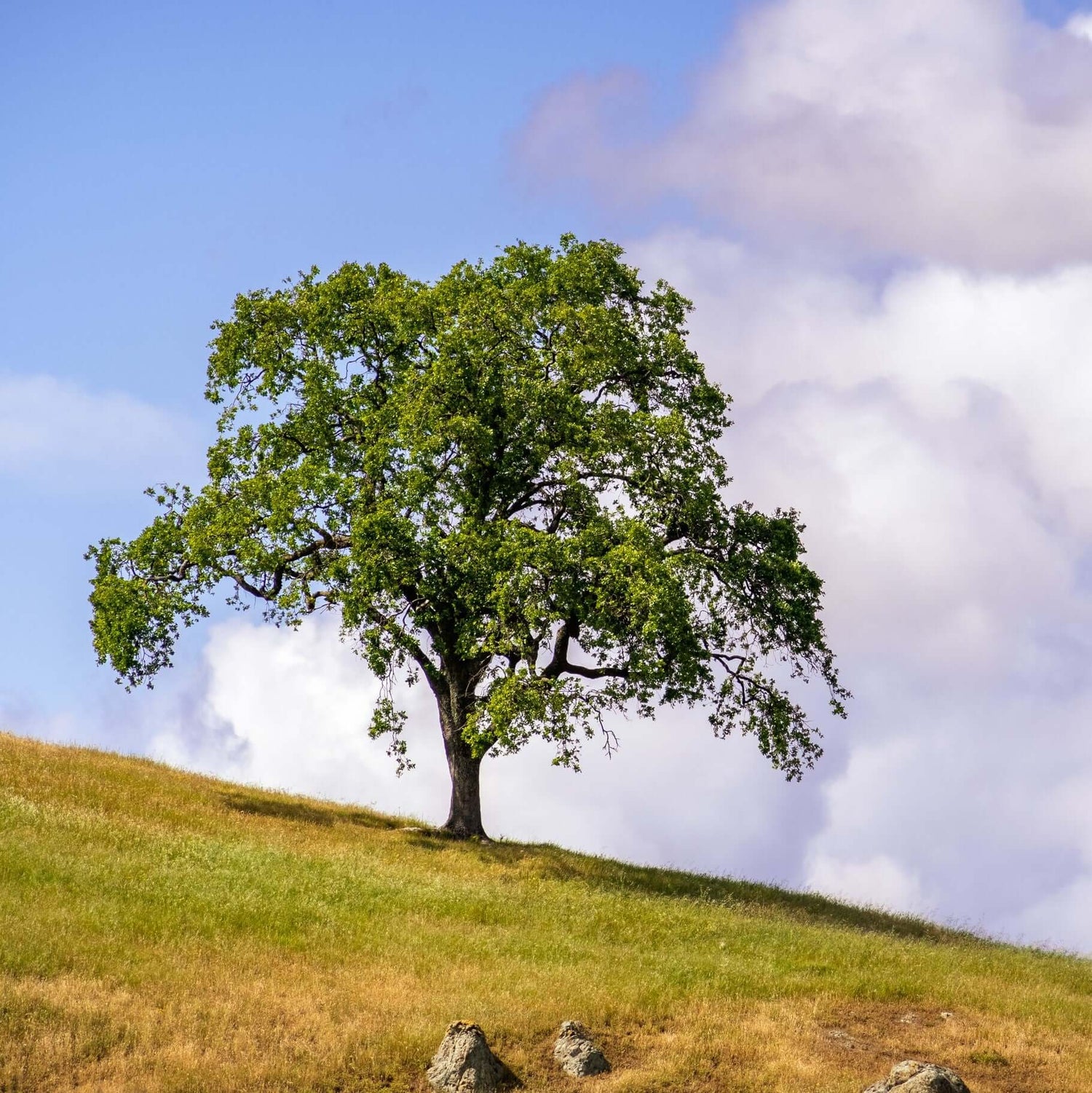 Coast Live Oak tree 