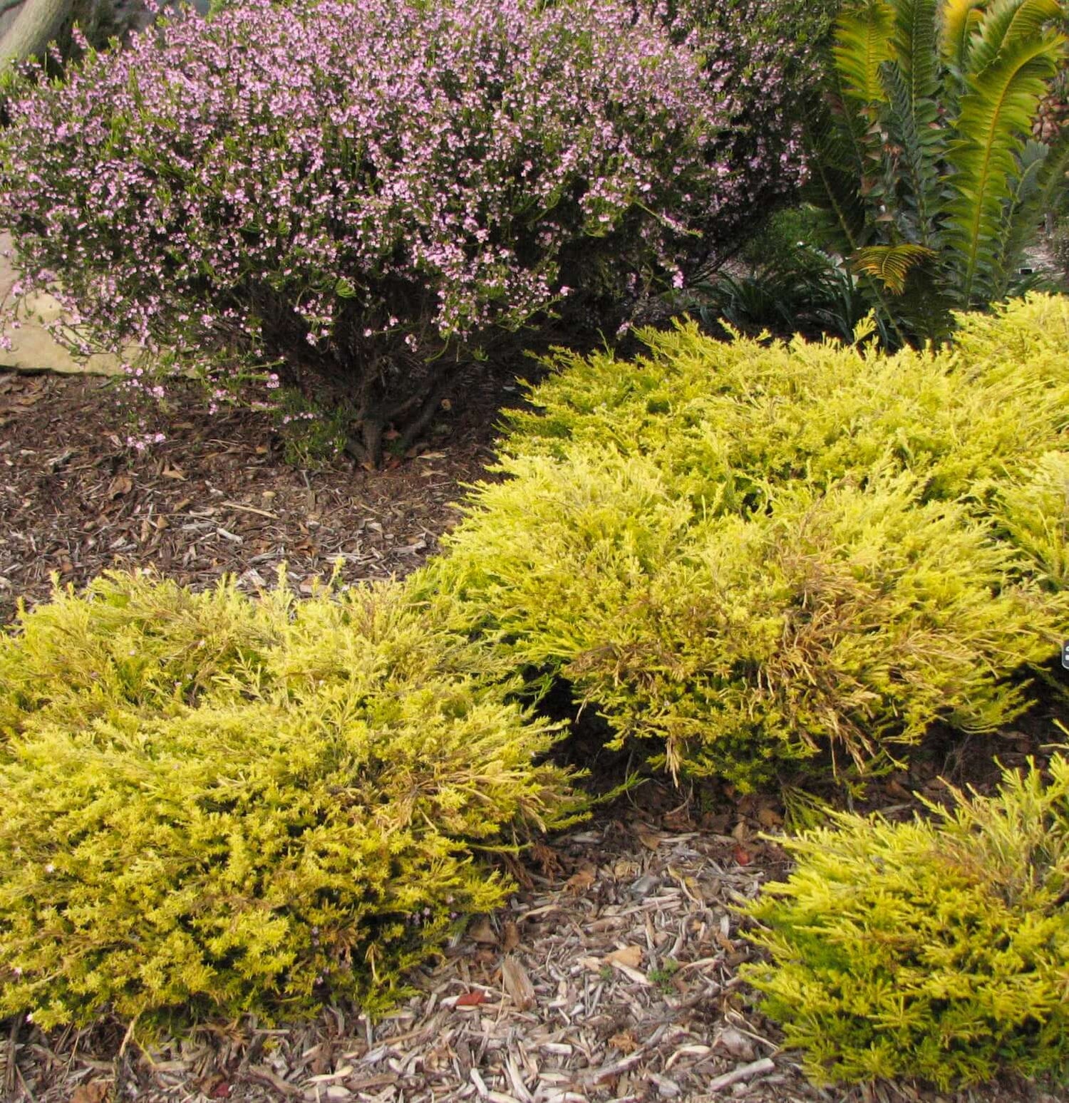 Colorful garden shrubs 