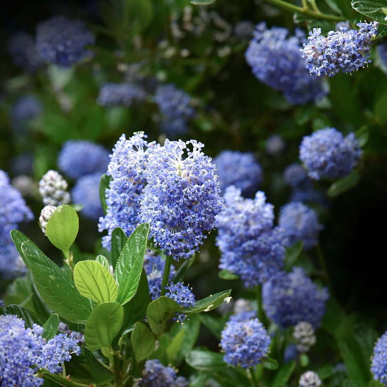 Concha California Lilac 