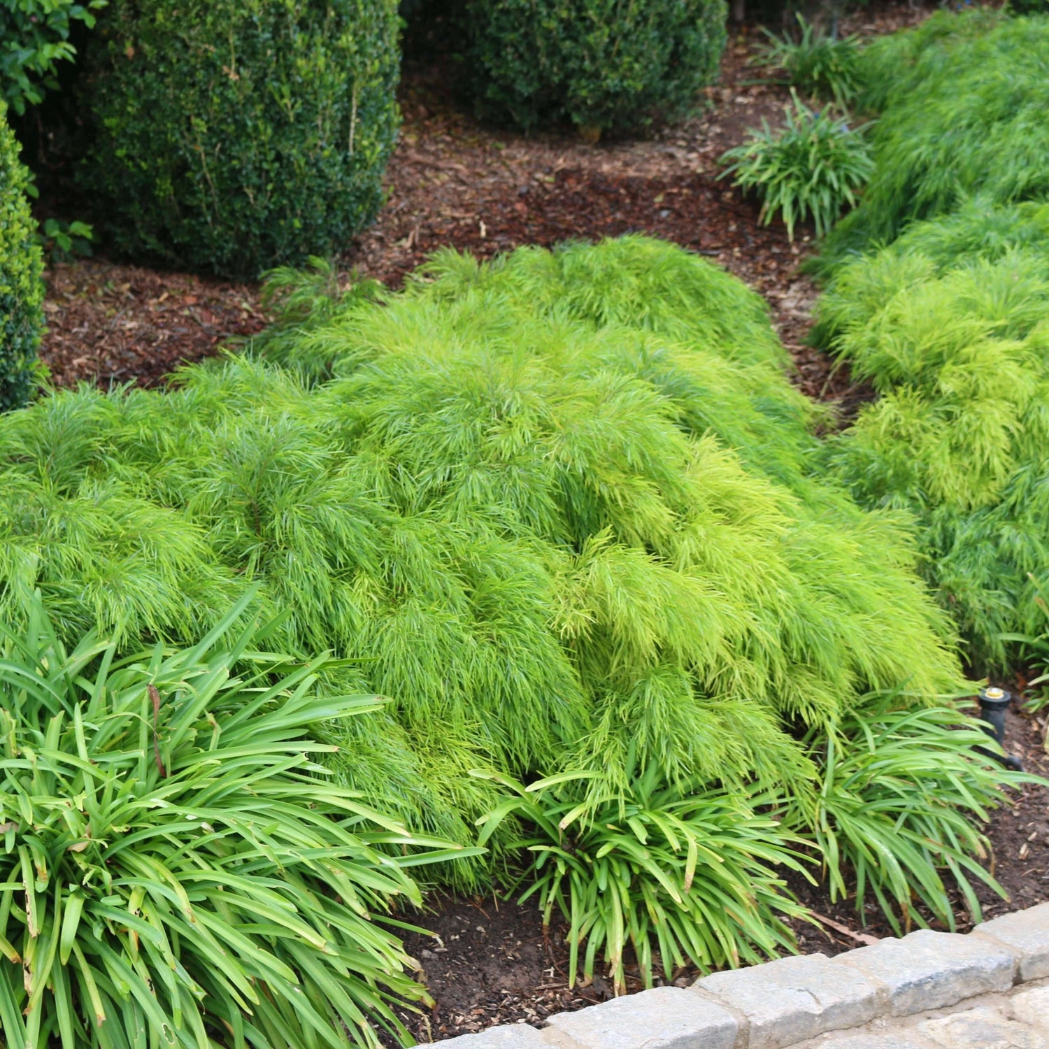 Acacia Cousin Itt 