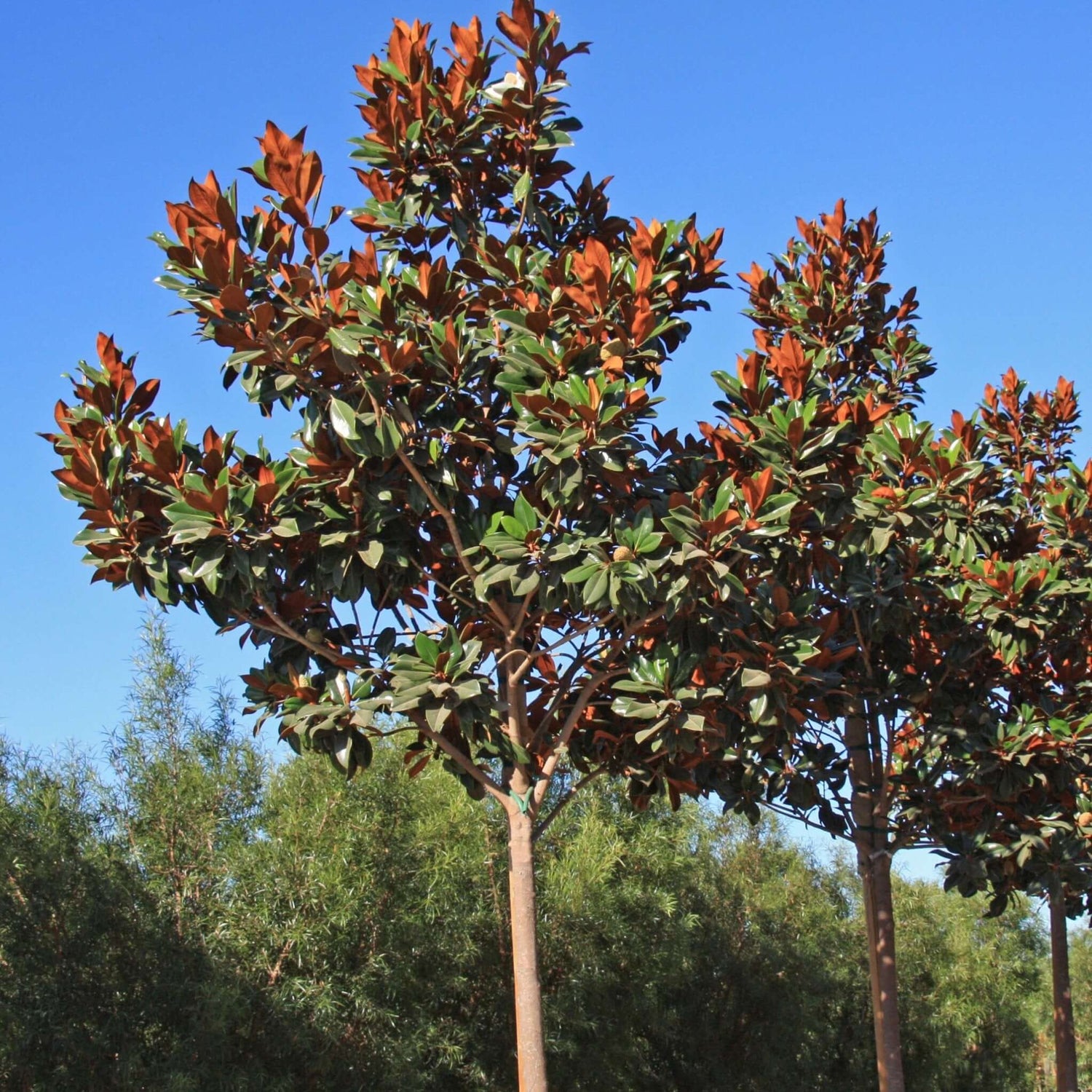 Magnolia tree 