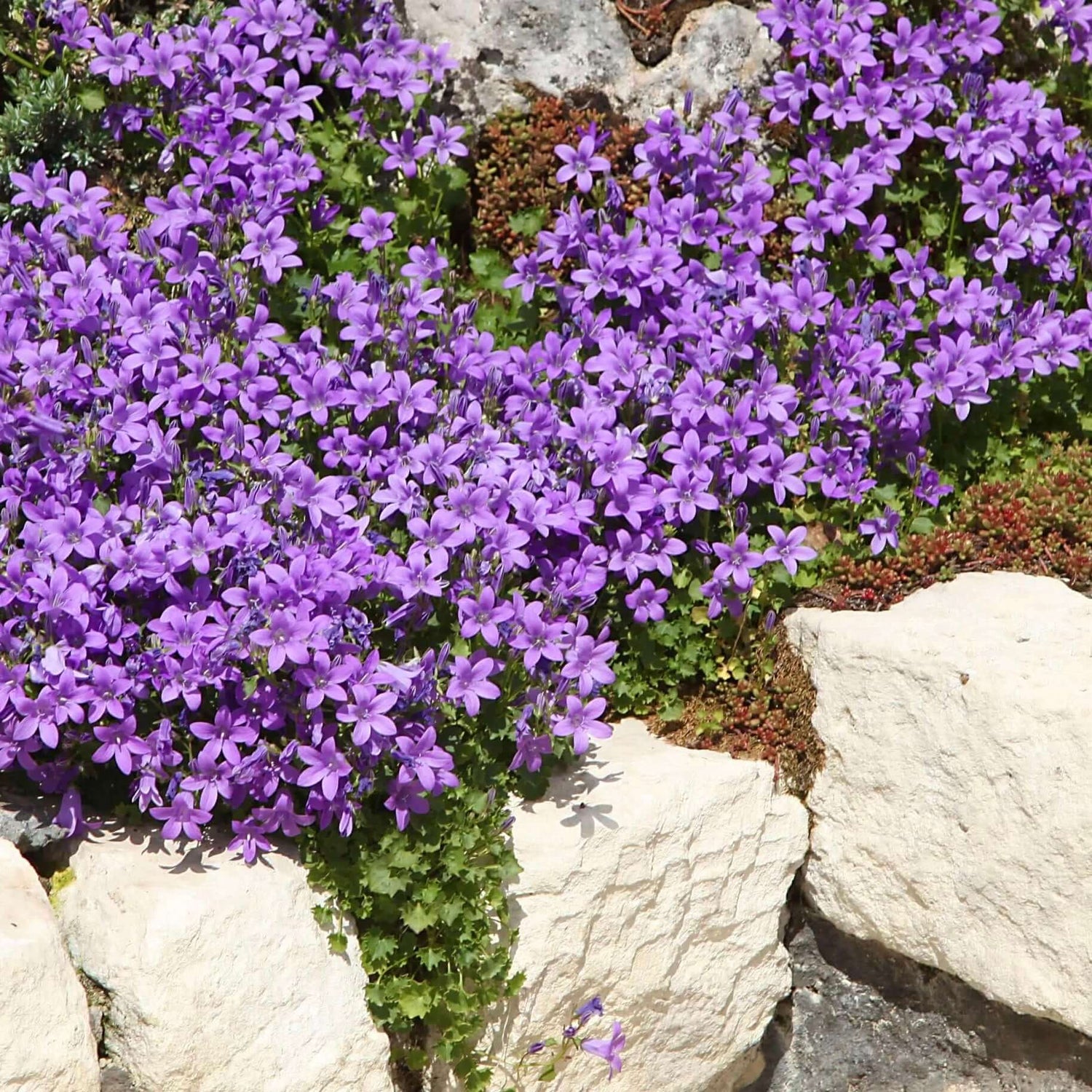 Dalmatian Bellflower Plant 