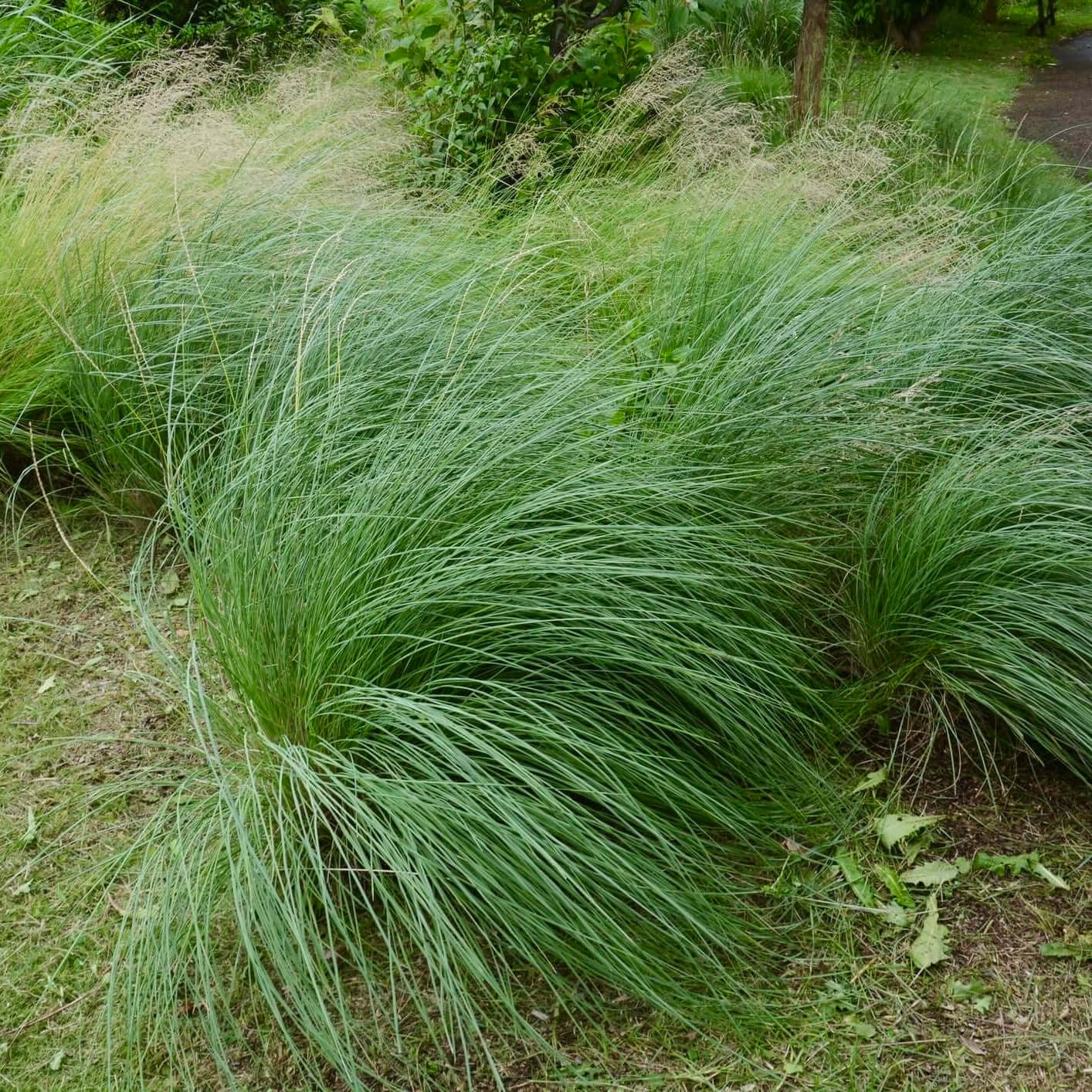 Deer grass growing in a yard 