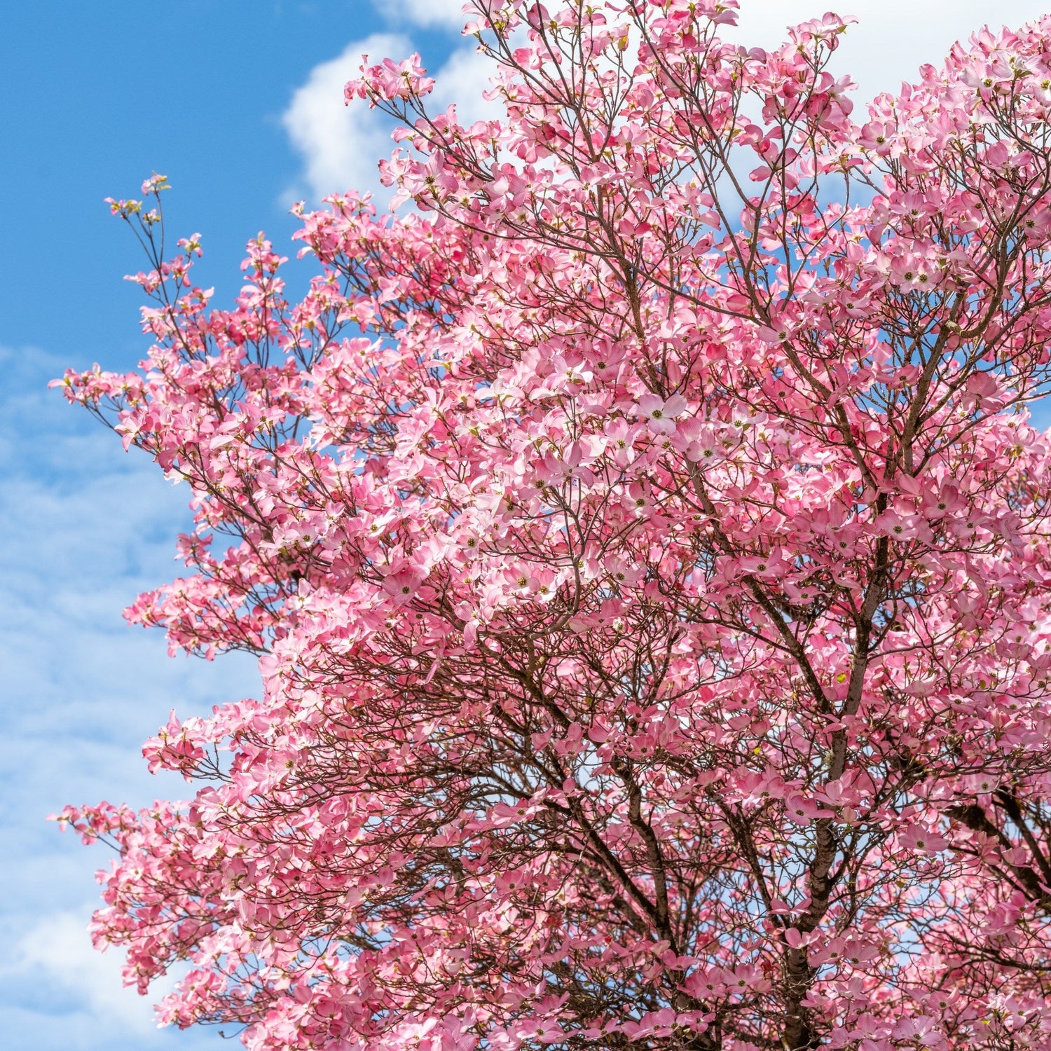 Pink Dogwood Tree 