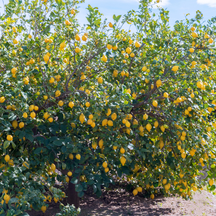 A close-up image of a eureka lemon tree with vibrant green leaves and ripe yellow lemons hanging from the branches.