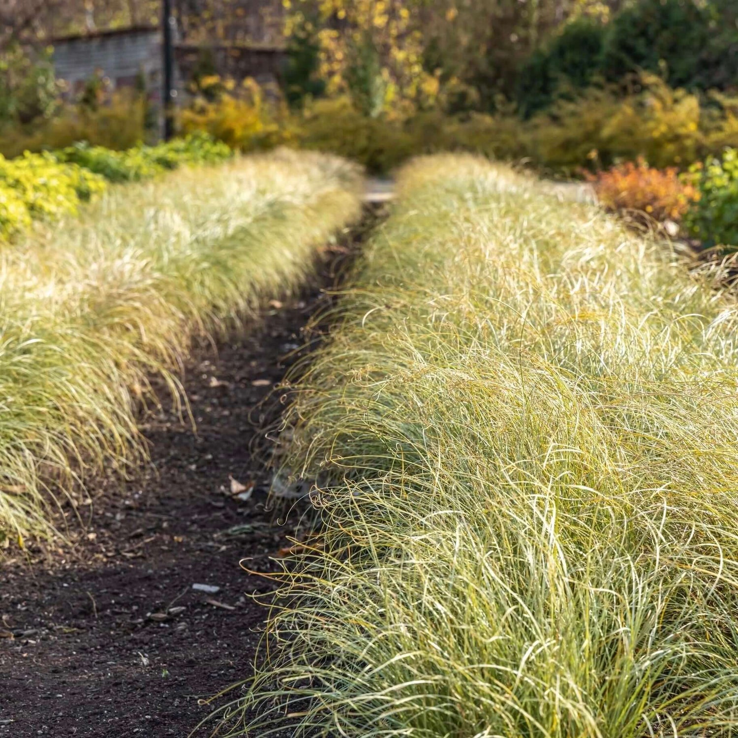 European Grey Sedge