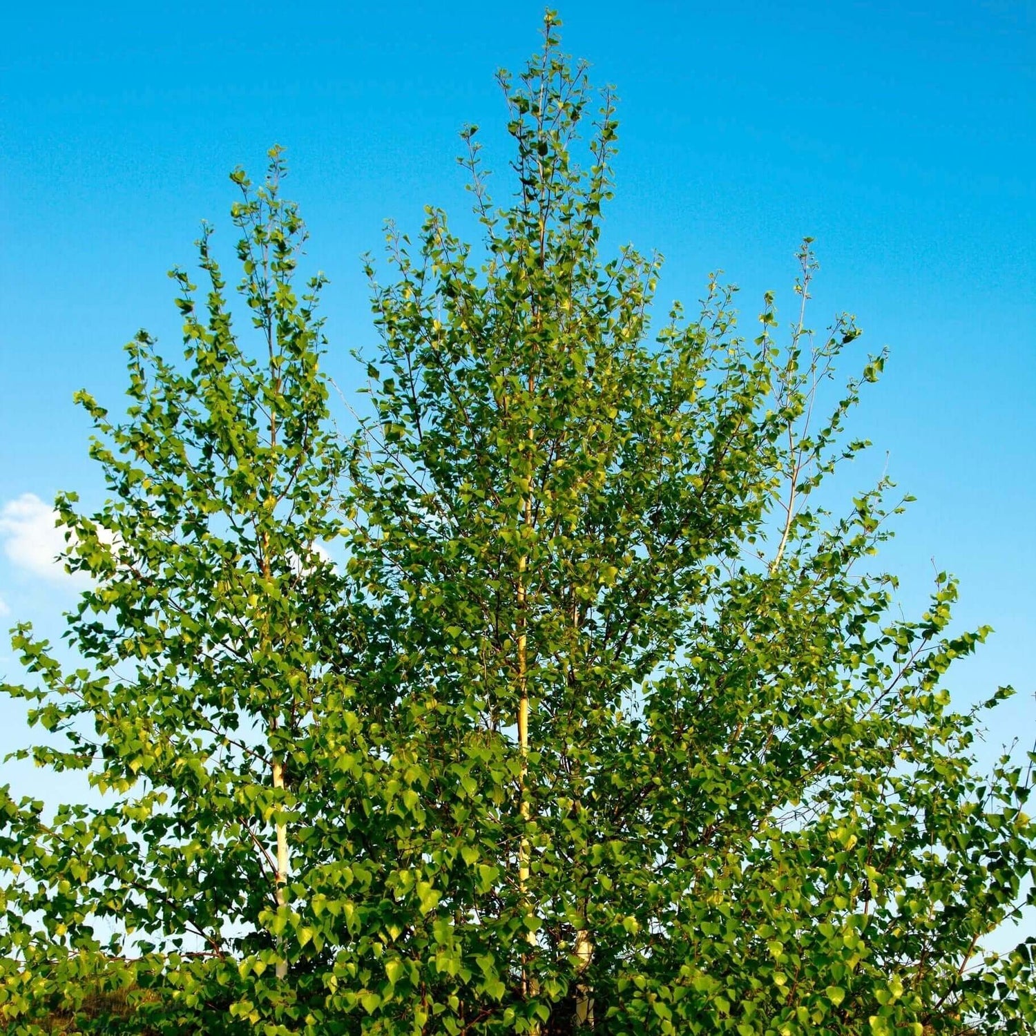 European White Birch Tree 