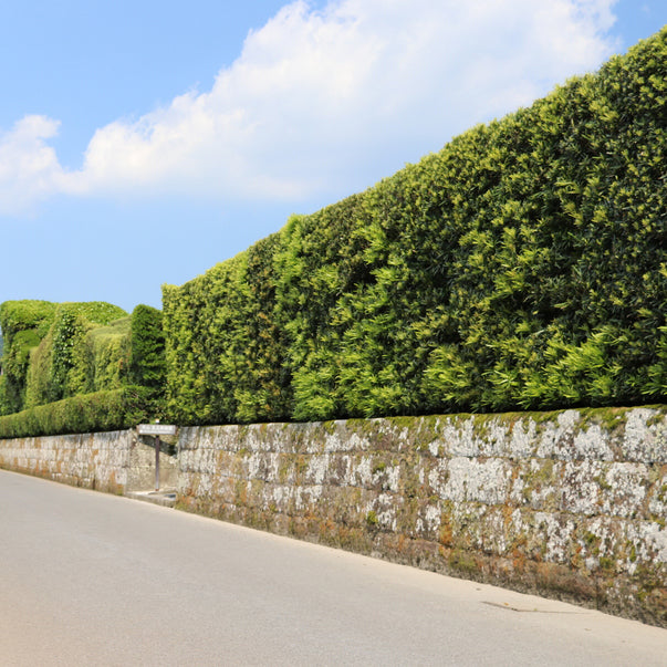 A paved road winding through a lush landscape of a community with a fern podocarpus privacy hedge on the side.