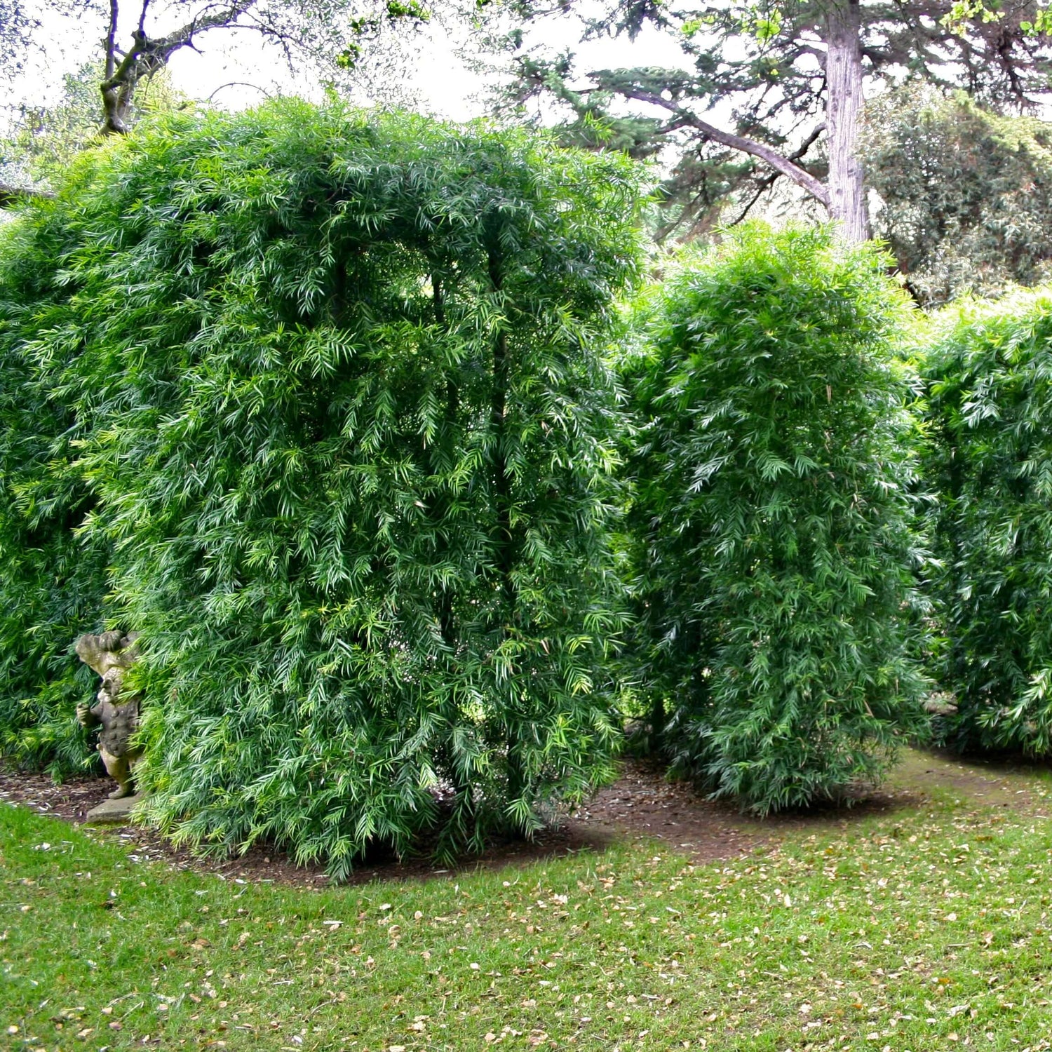 Popular podocarpus for privacy 