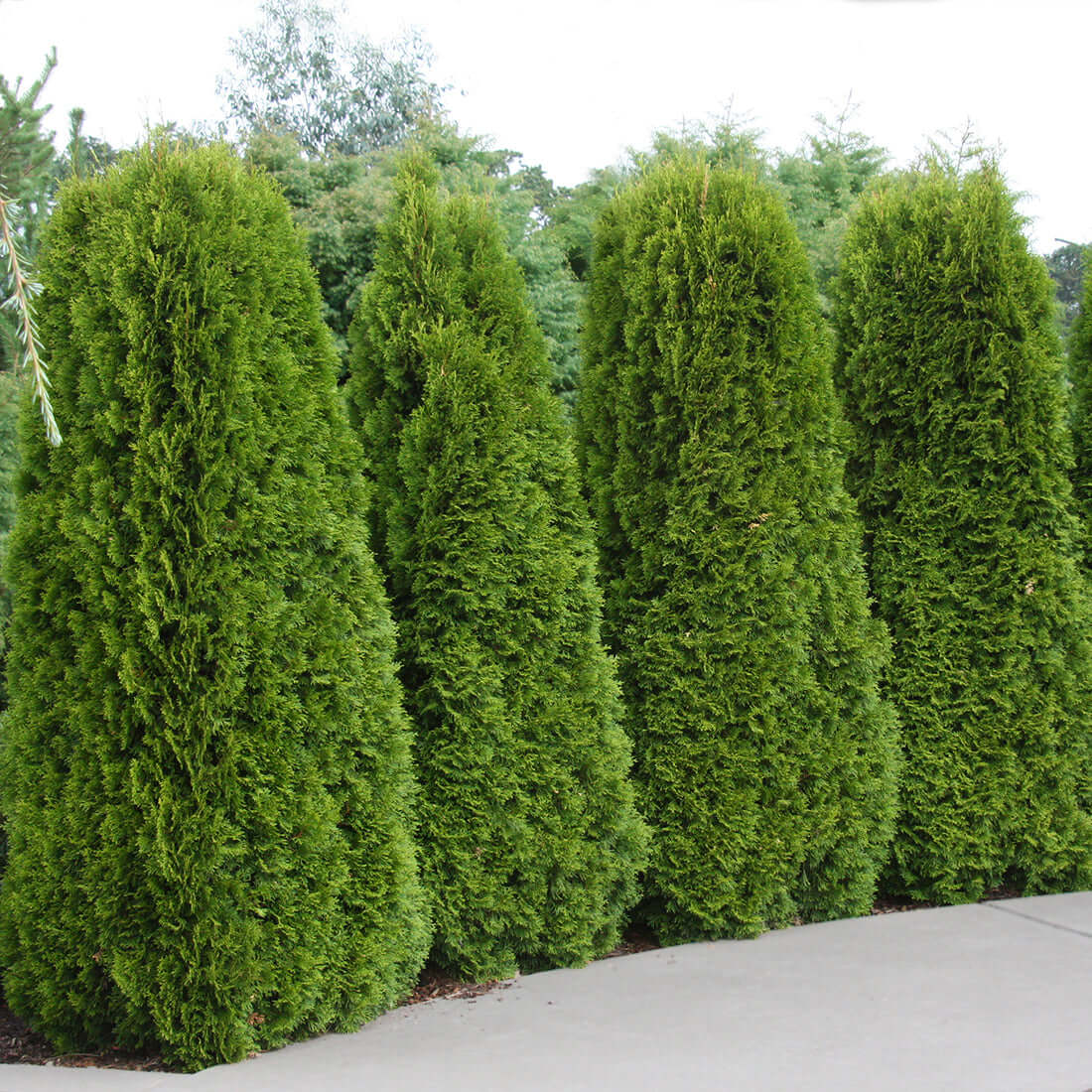 Arborvitae trees lining yard 