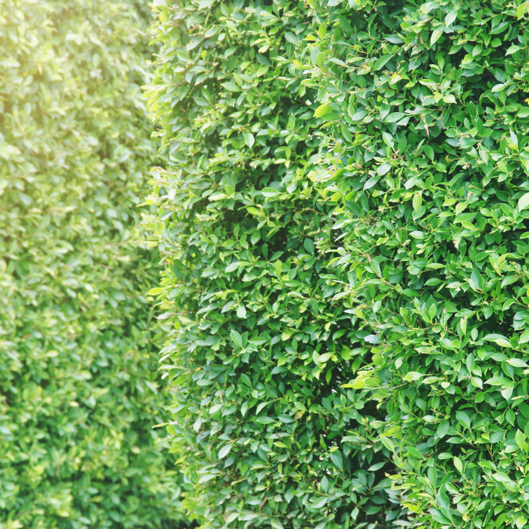 A row of Indian laurel fig bushes in a garden, showcasing vibrant green foliage and adding natural beauty.