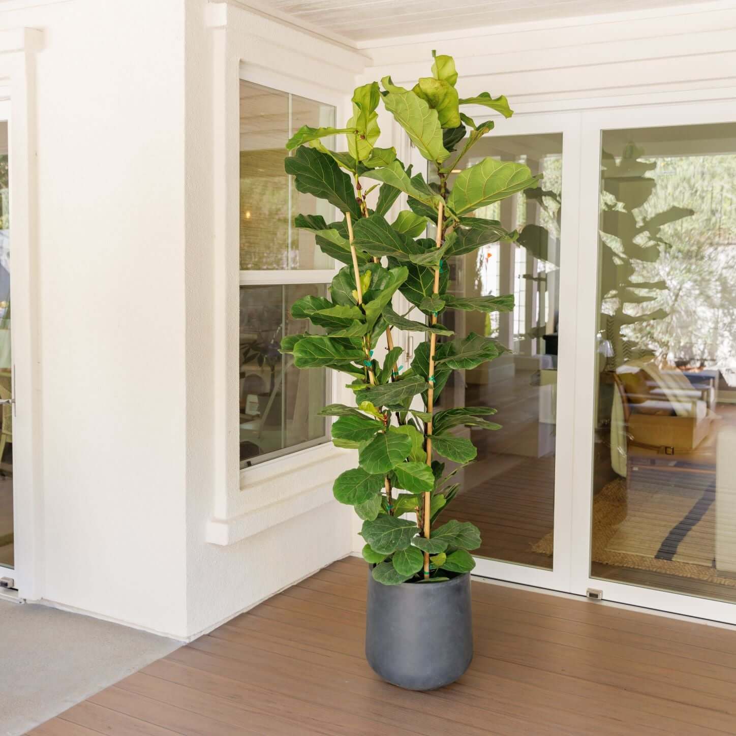 Fiddle Leaf Fig on a patio 