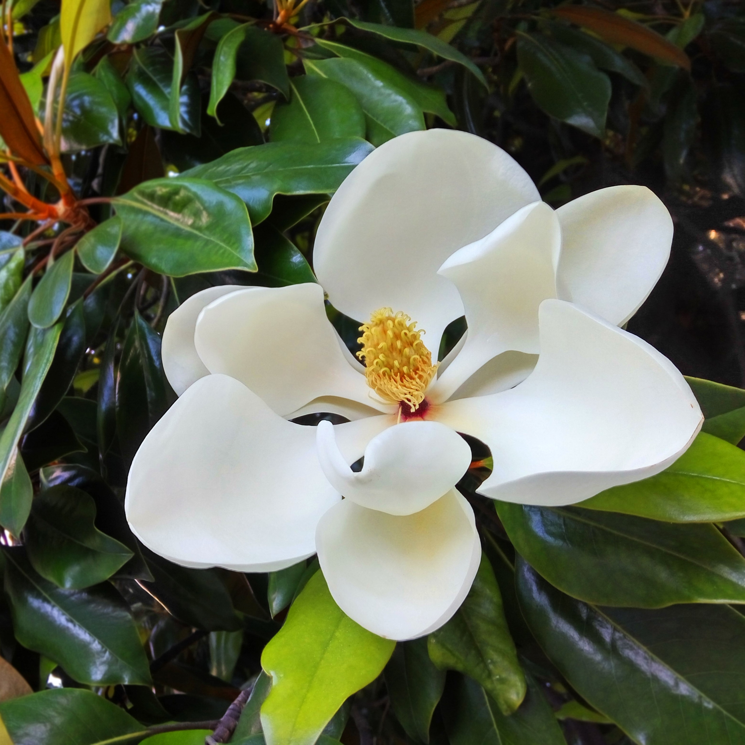 Flowering tree in yard 