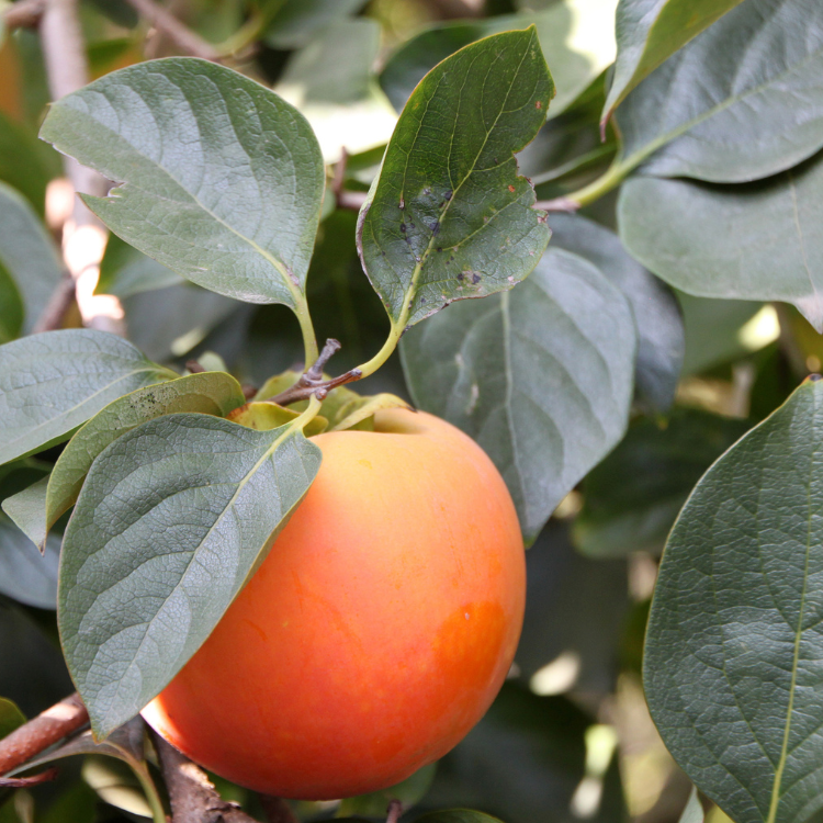 Fuyu Persimmon Tree: A tree with vibrant orange fruits hanging from its branches.