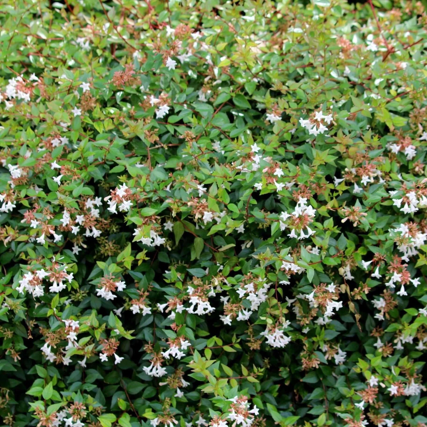 Glossy Abelia 