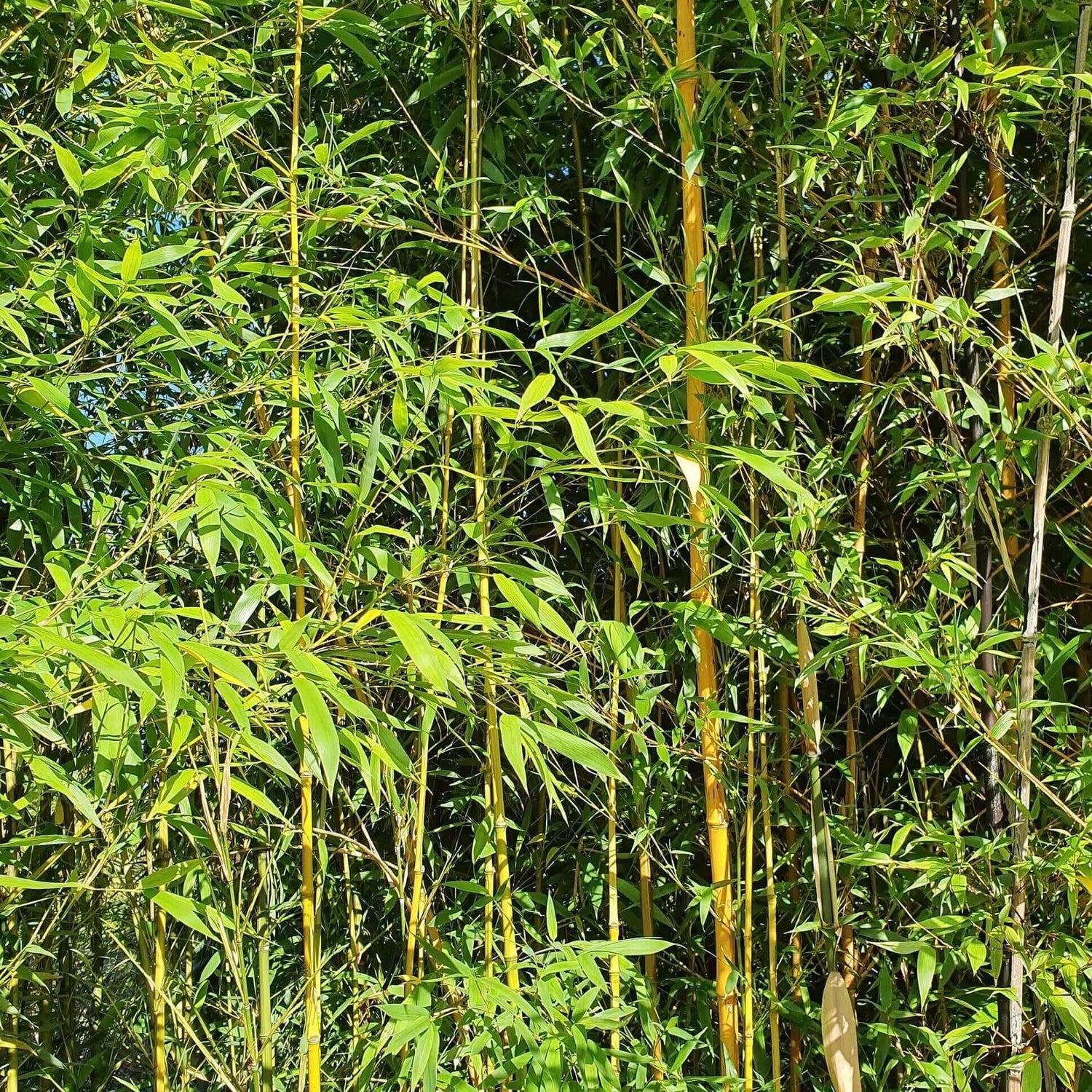 Golden Bamboo used to create privacy at home 