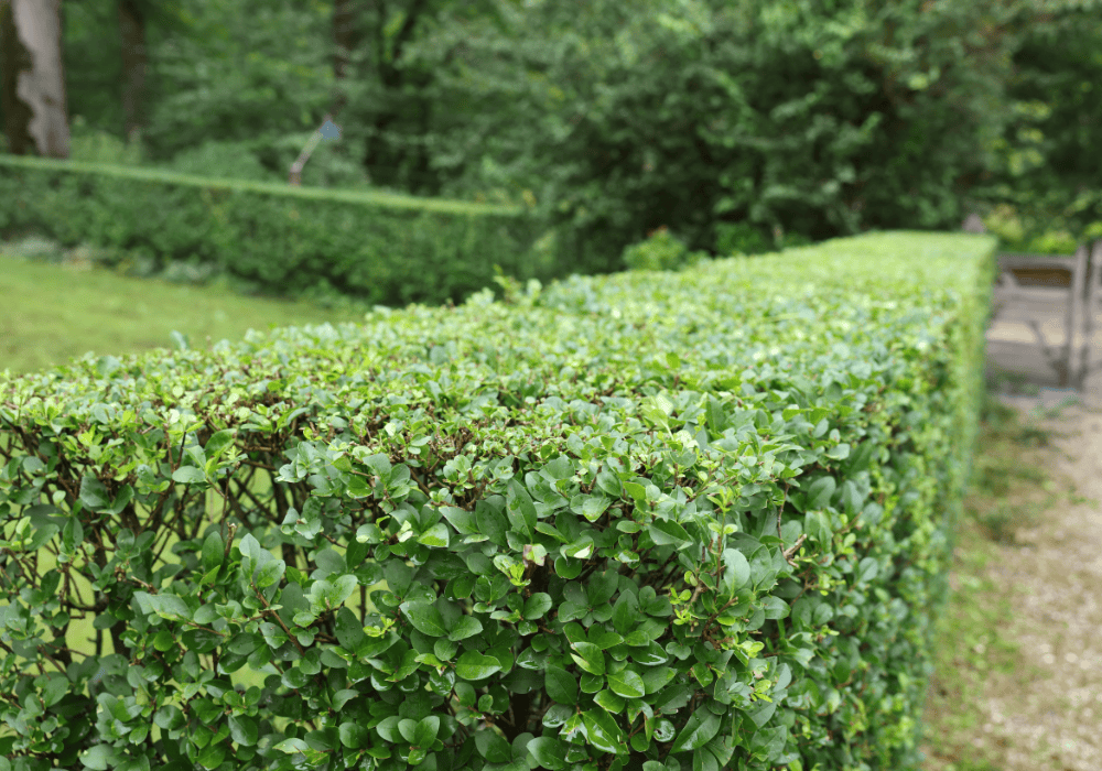 Boxwood shrubs adding curb appeal 