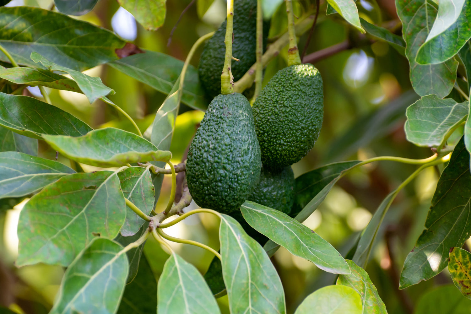 Hass Avocado Tree 