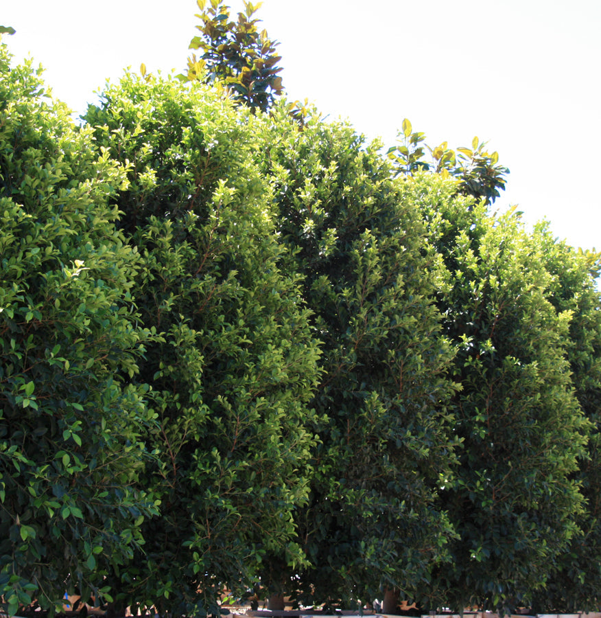 Indian Laurel Columns grown for privacy 