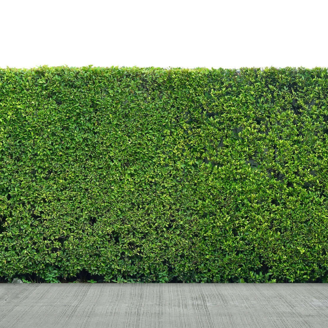 Indian Laurel Columns used to create a privacy screen in backyard 