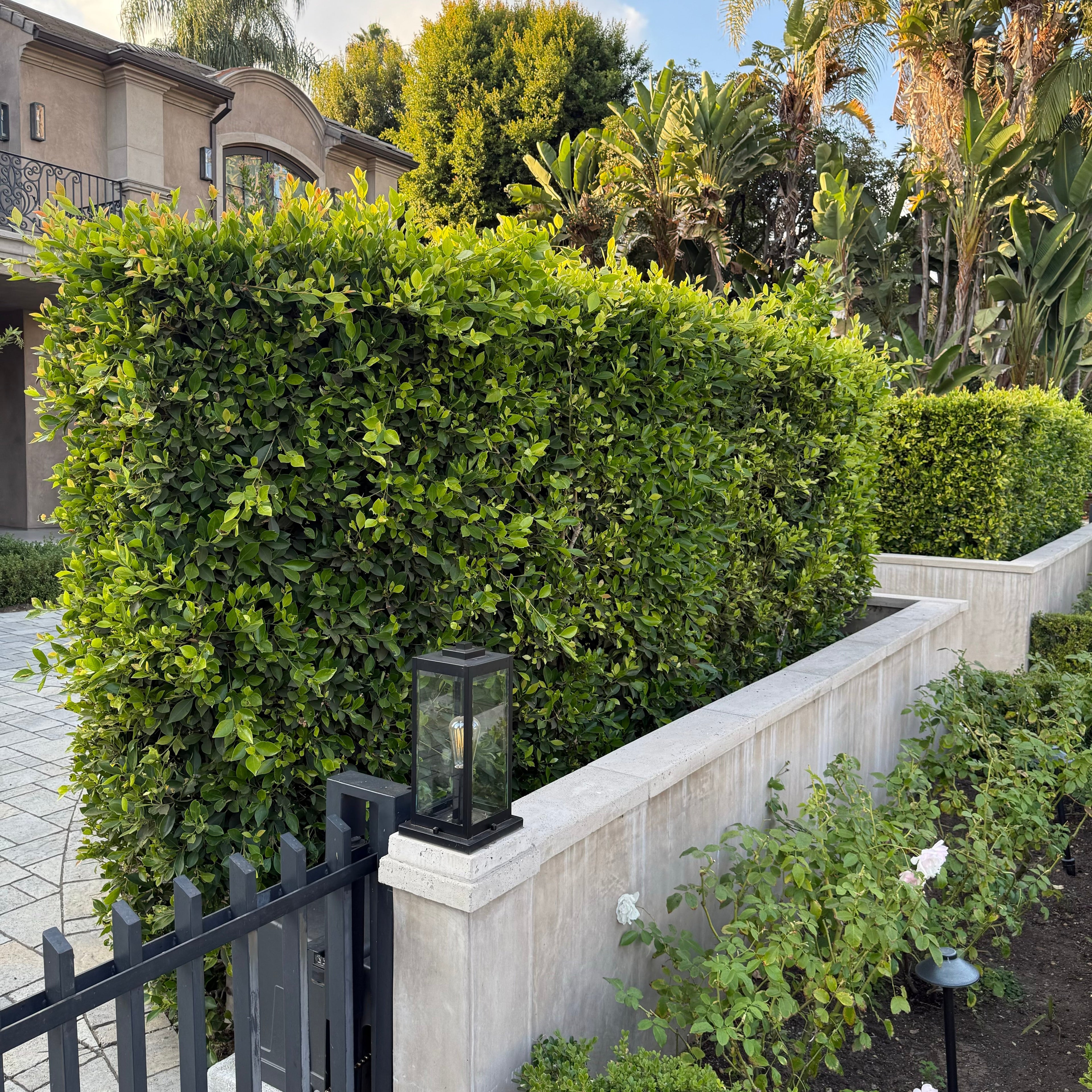 Indian laurel Columns used for a privacy screen between two homes 