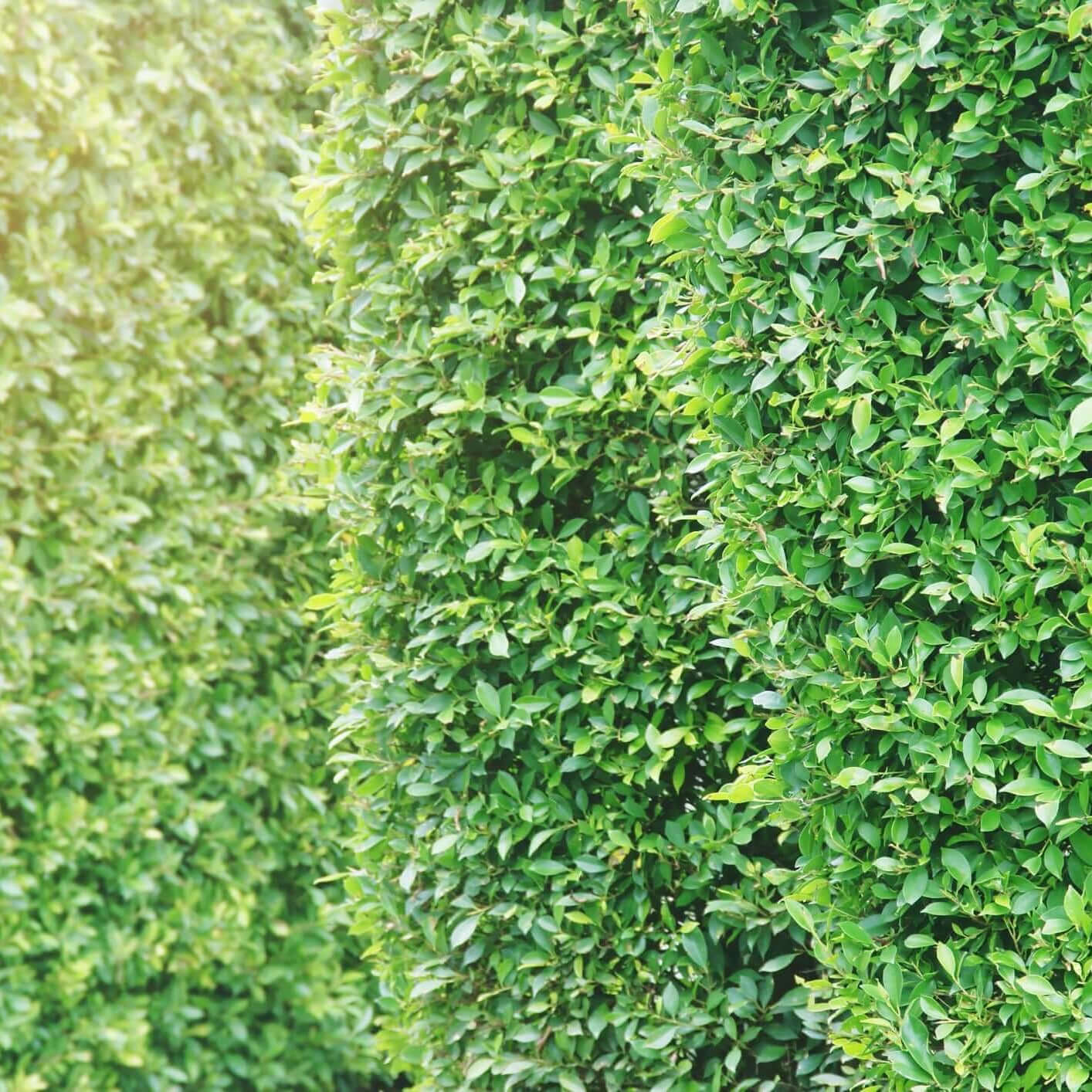 Ficus nitida used as a privacy screen at home  