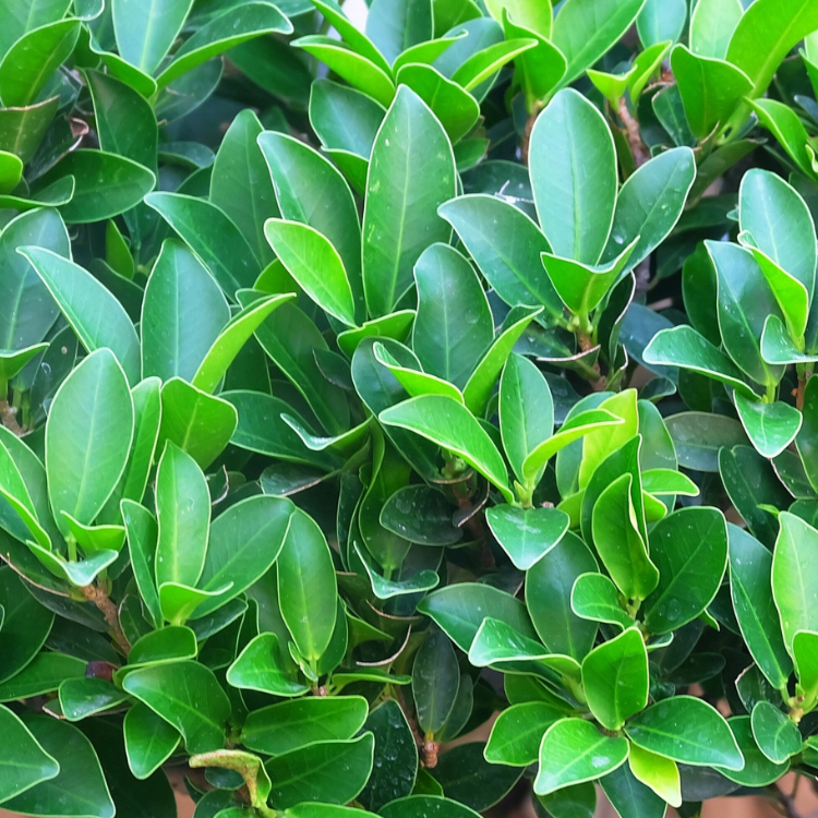 A close-up of Indian laurel columns with vibrant green leaves.