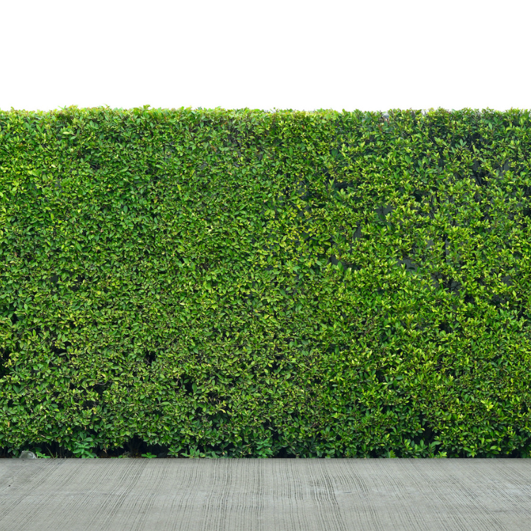 A green hedge wall with a white background, featuring Indian Laurel Columns.