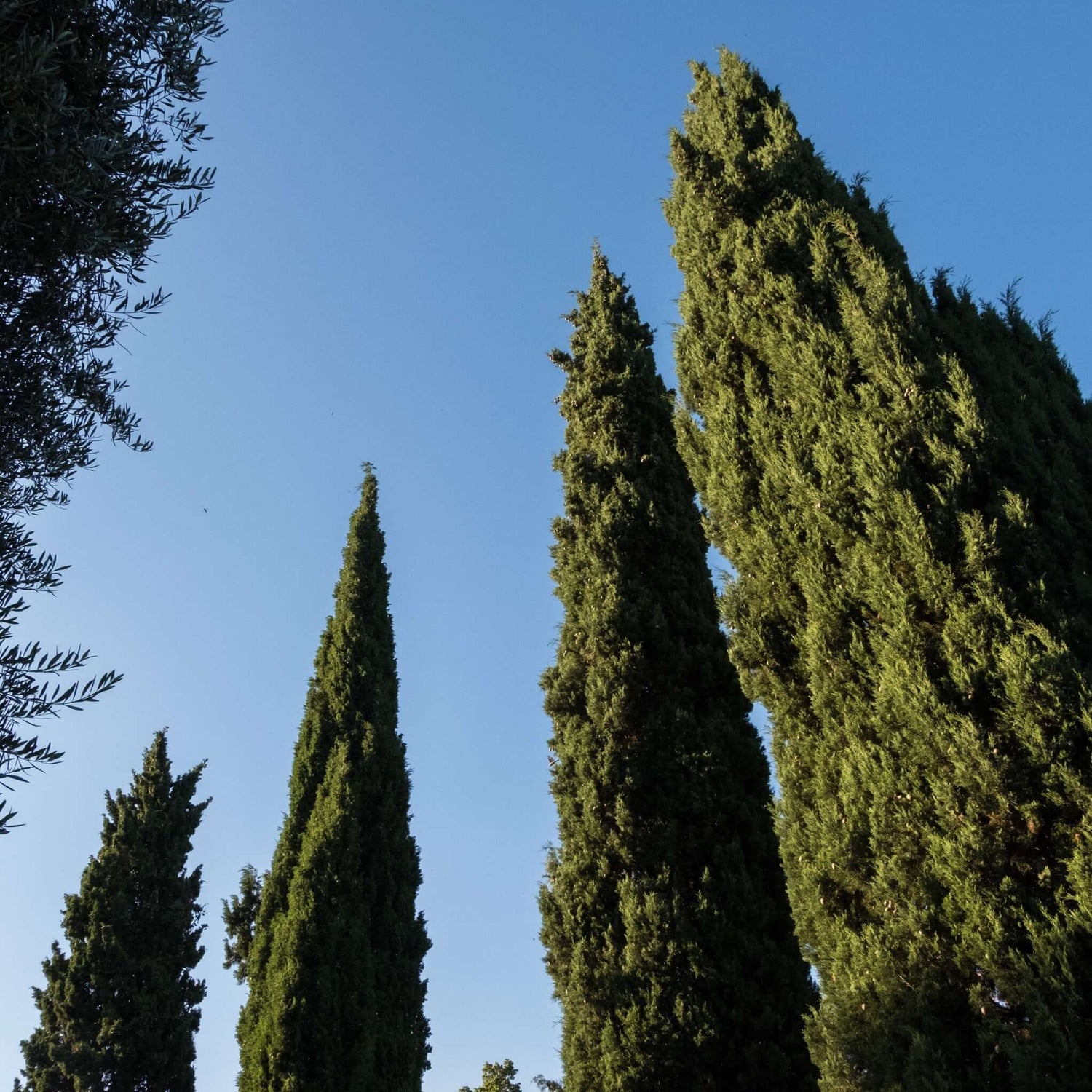 Extra tall Italian Cypress trees added for home privacy