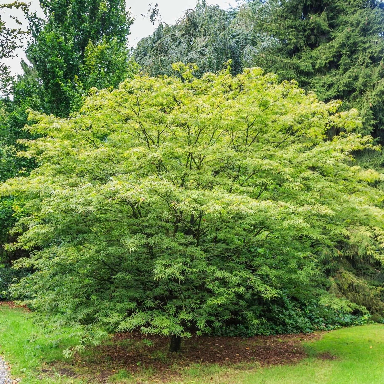 Beautiful Japanese Green Maple Tree 