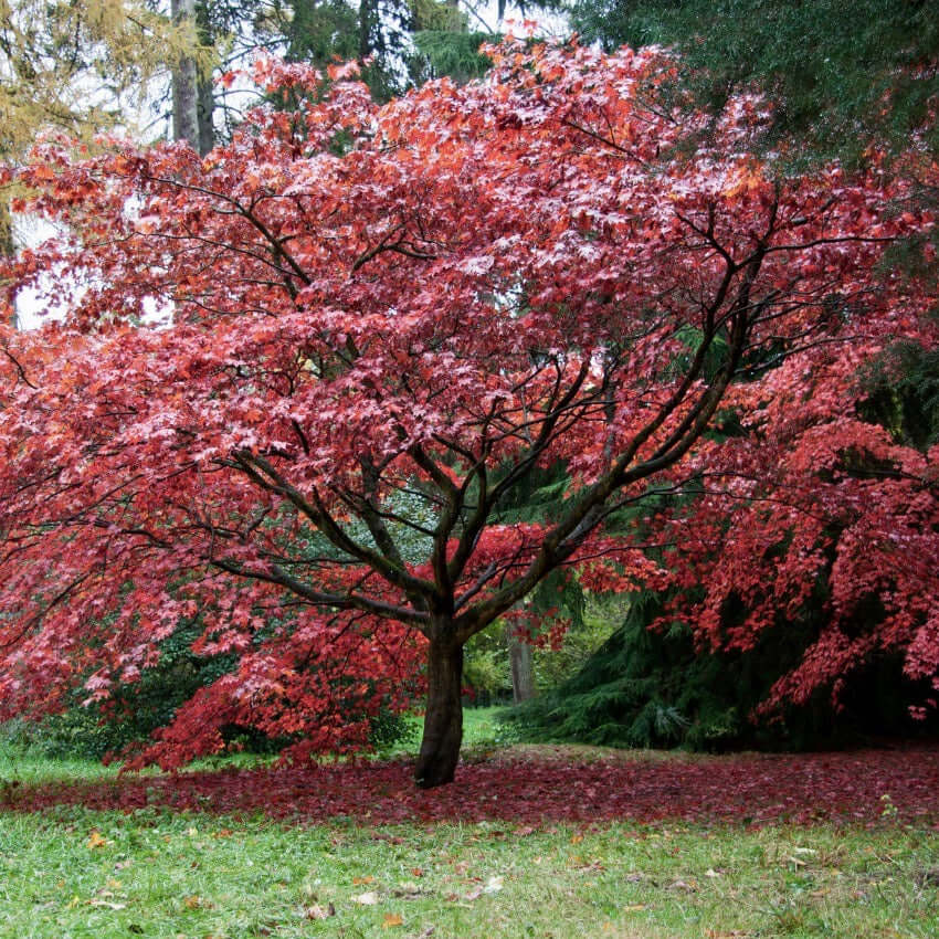 shade tree in front yard 