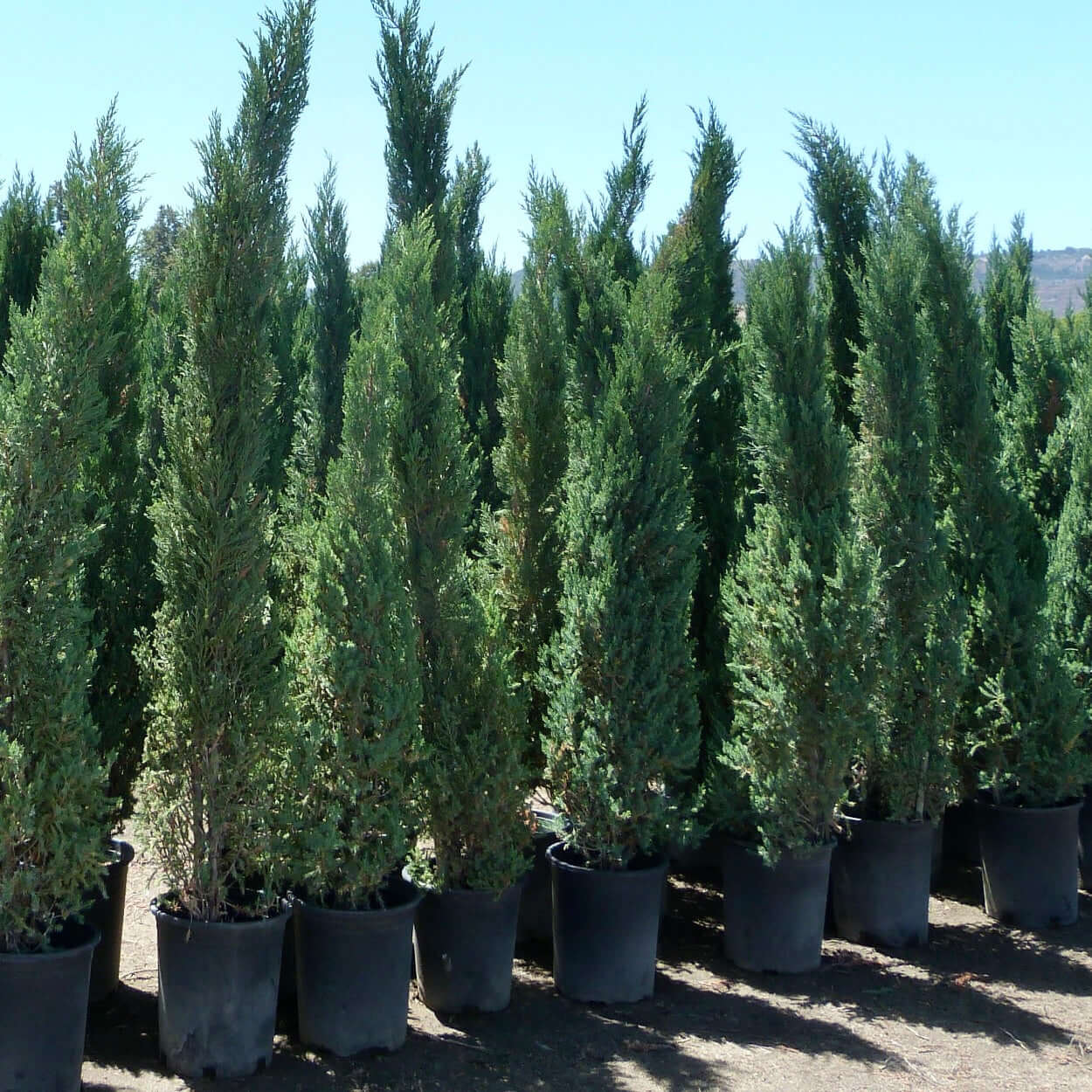 Blue Point Juniper in containers 