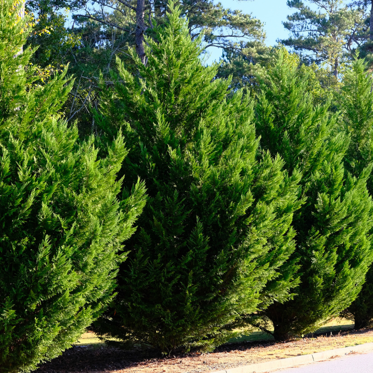 A row of Leyland Cypress trees standing tall in a yard, creating a picturesque view of evergreen beauty.