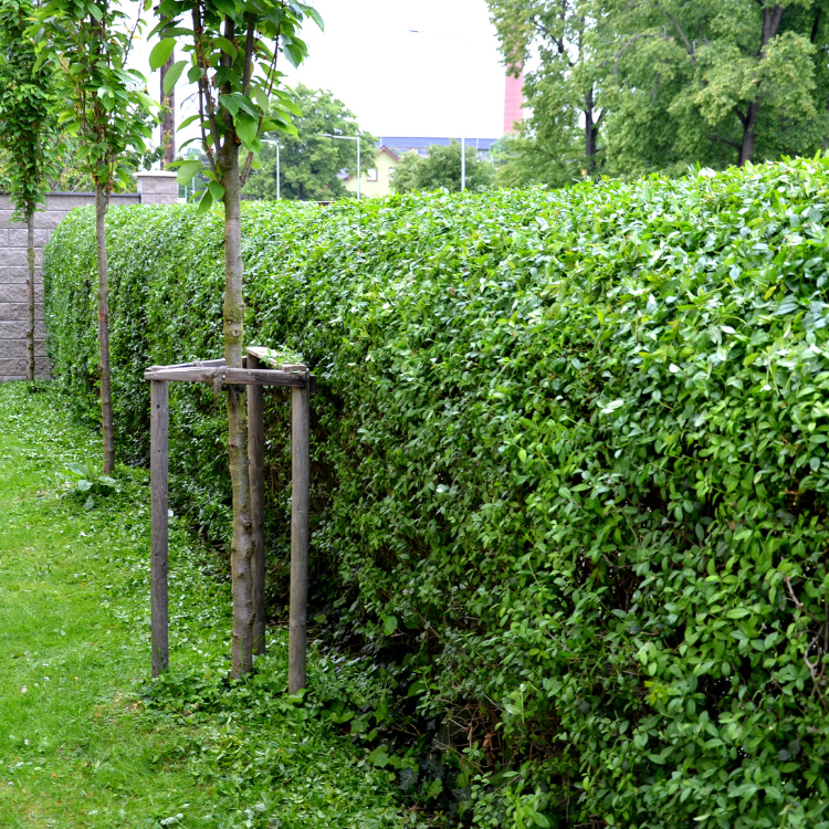 A yard lined in a hedge made of Ligustrum Japonicum 'Texanum'.