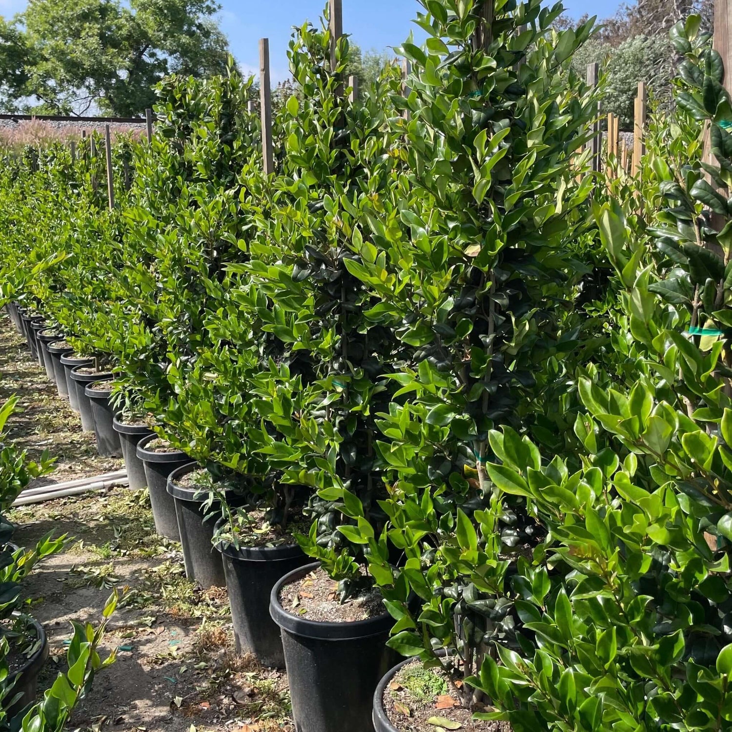 Ligustrum japonicum in containers 