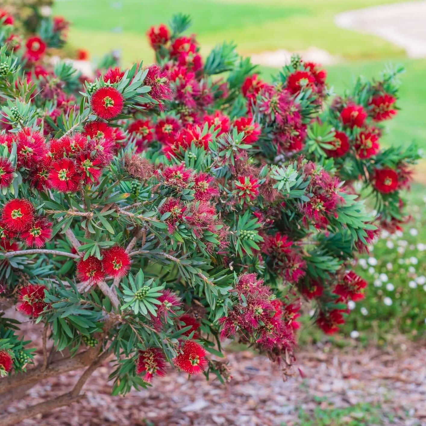 Bottlebrush plant in yard 