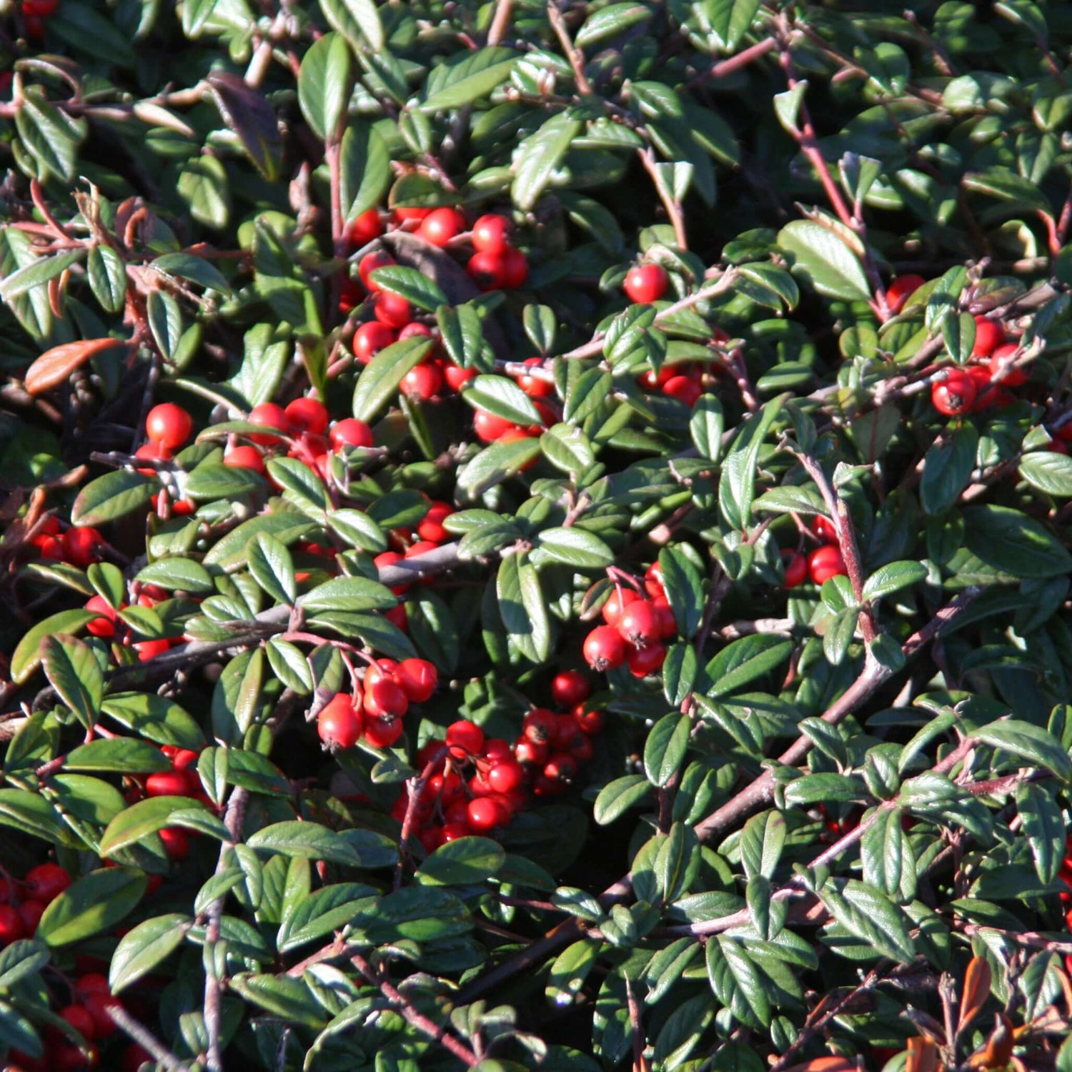 Lowfast Bearberry Cotoneaster