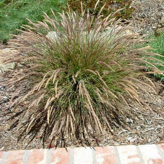 Mendocino Reed Grass