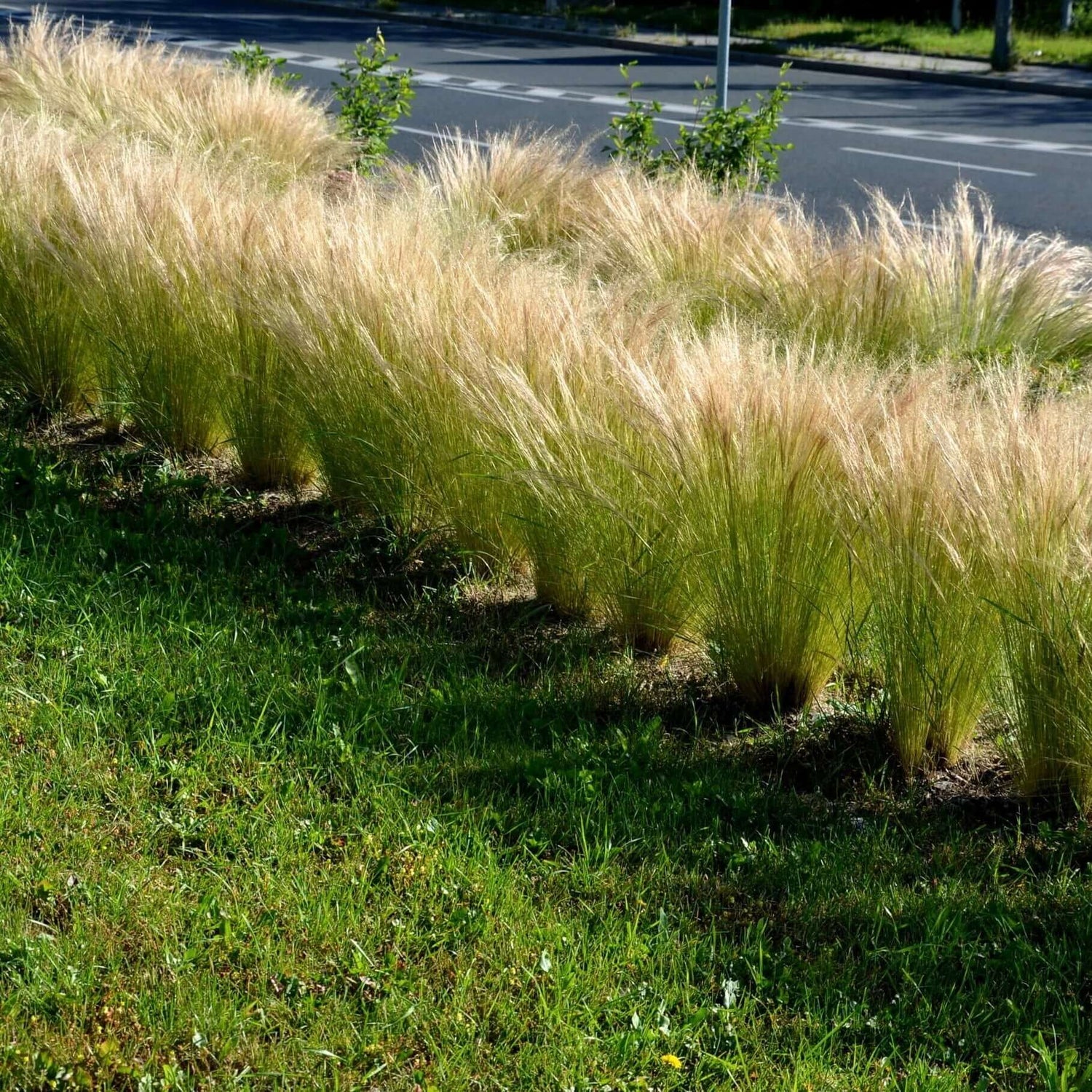 Mexican Feather Grass lining front yard 