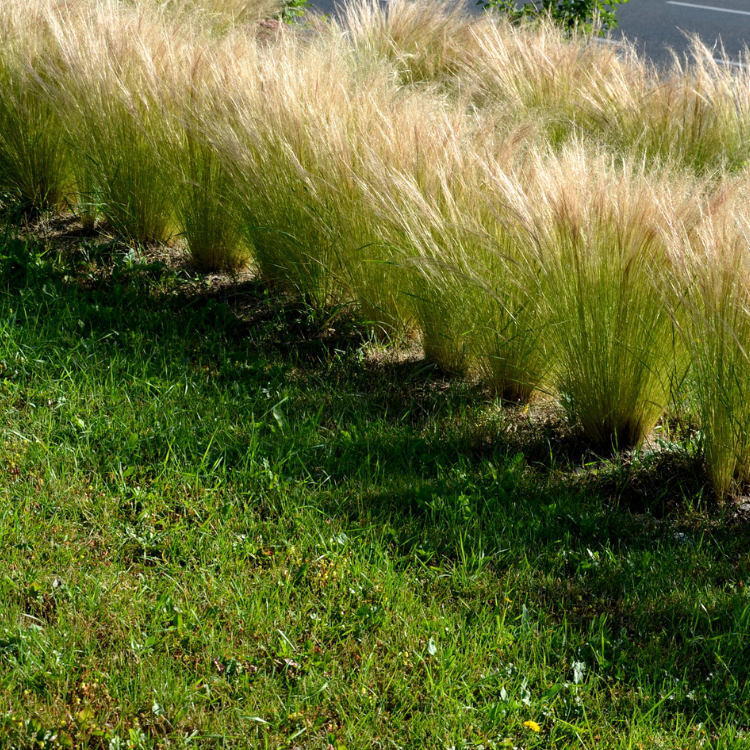 Ornamental grass with slender green blades and feathery plumes, commonly known as Mexican Feather Grass.