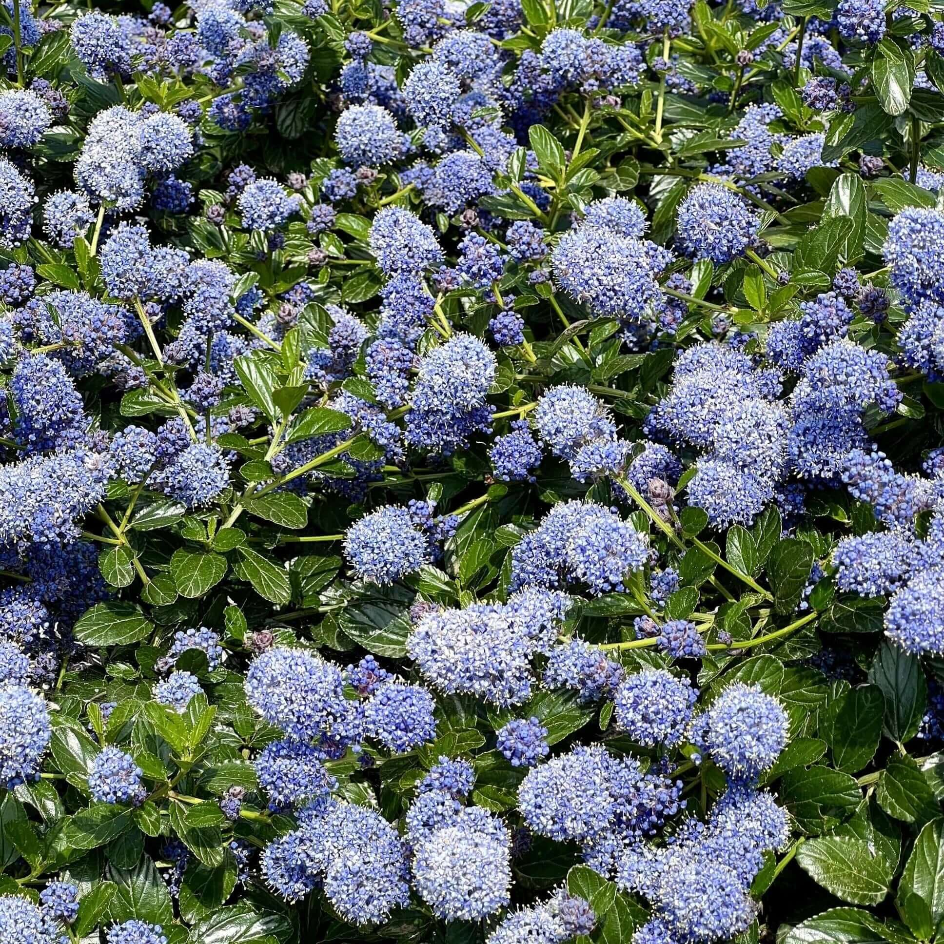 lavender plant 
