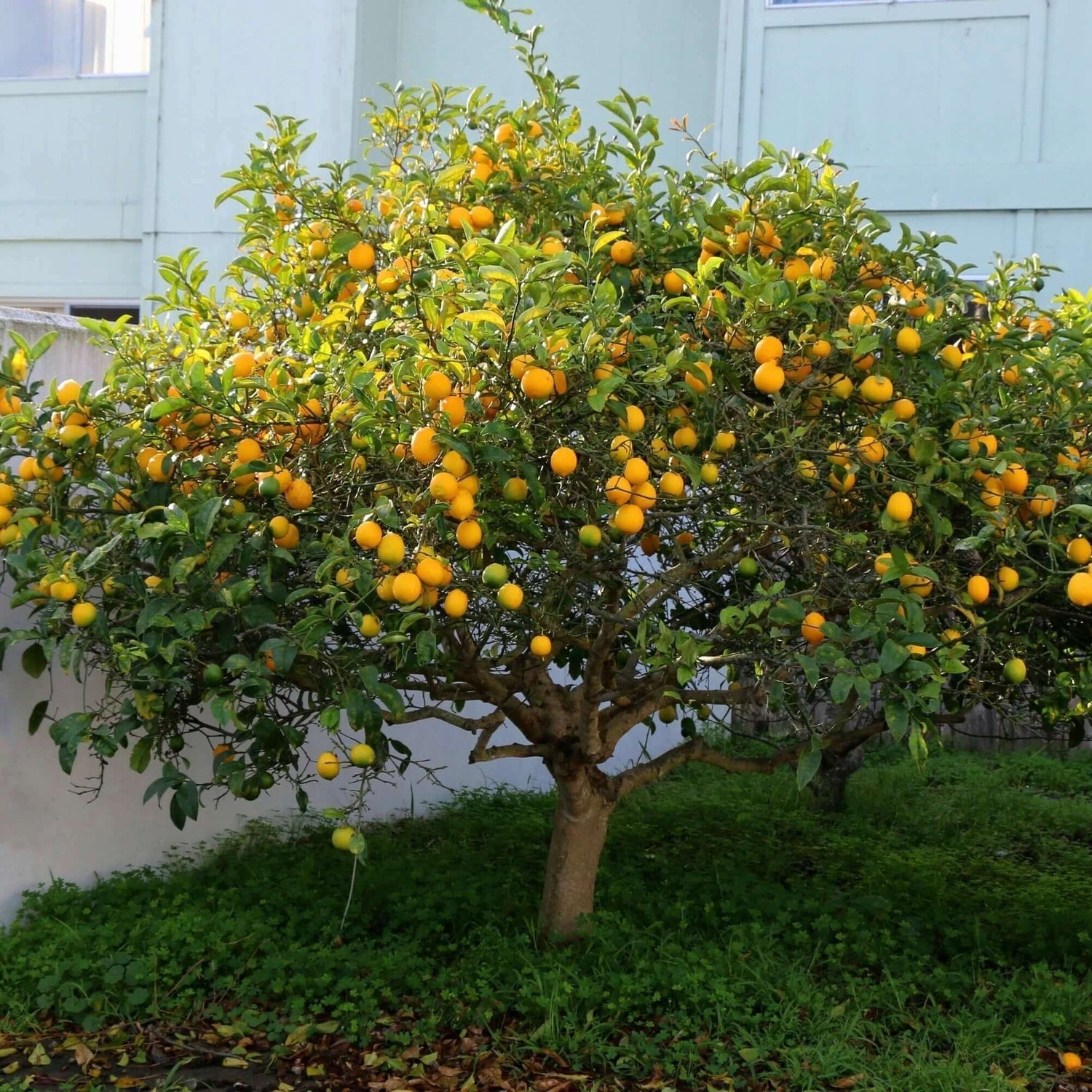 Meyer lemon tree in yard