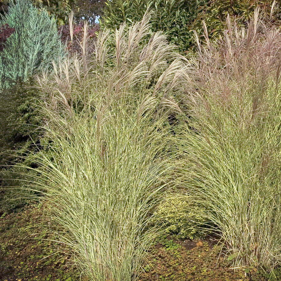 Morning Light Maiden Grass 