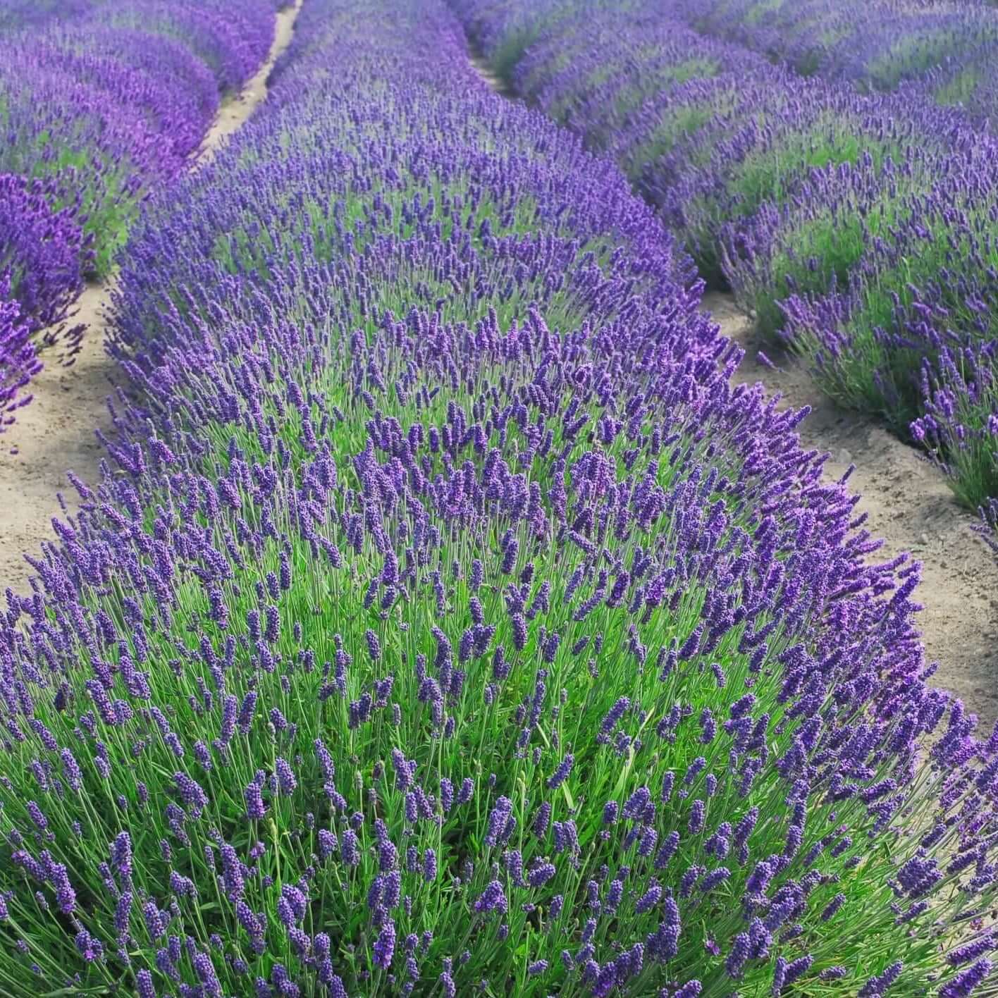 Munstead Lavender 