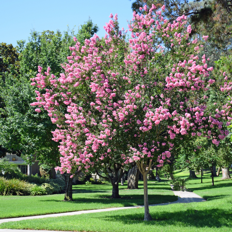 A Muskogee Crape Myrtle Tree with pink flowers in full bloom.