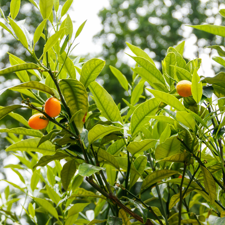 A close-up photo of a nagami kumquat tree with small, oval-shaped orange fruits and glossy green leaves.