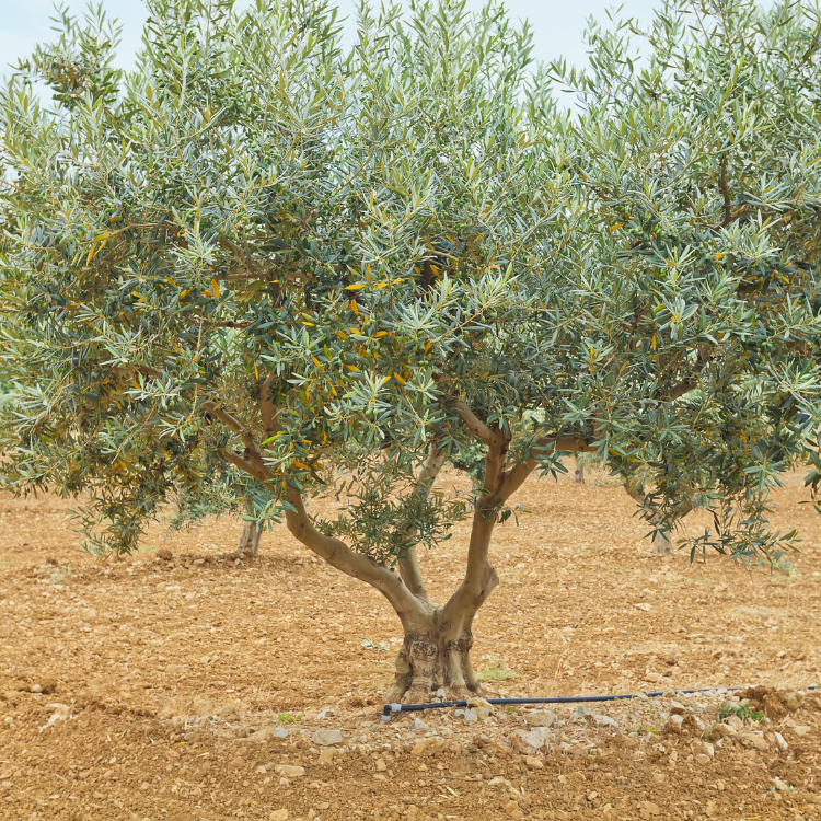 A Semi Fruitless Wilson Olive Tree with lush green leaves, standing tall and majestic.