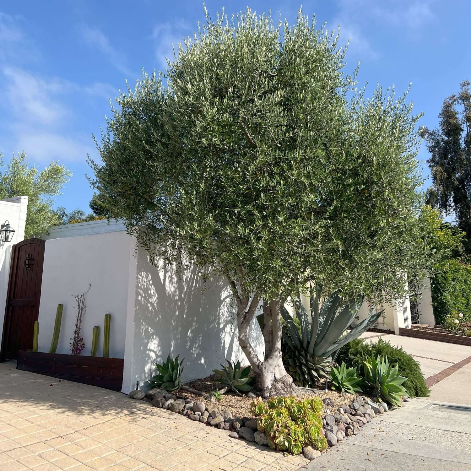 Beautiful olive tree outside of a California home 