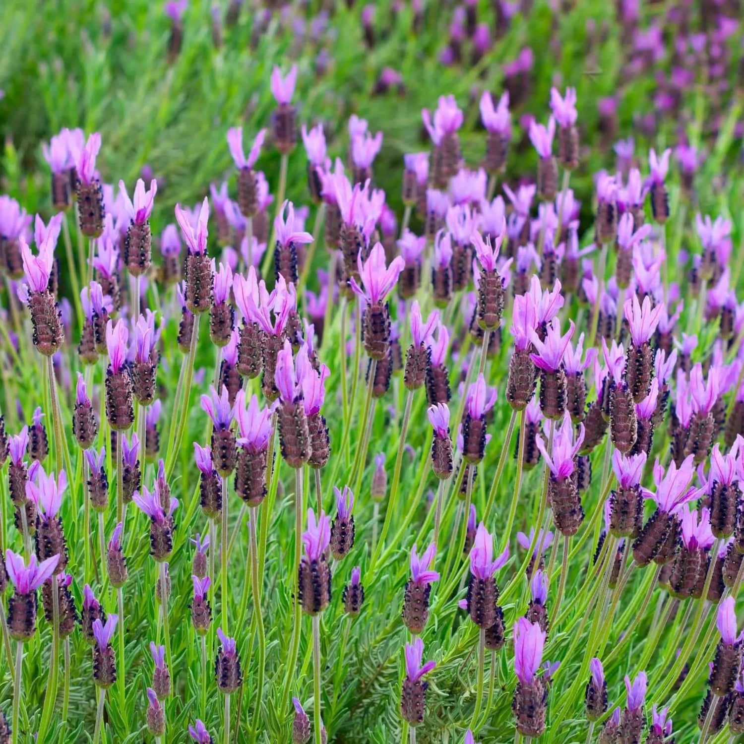 Vibrant purple flowers on a lavender plant